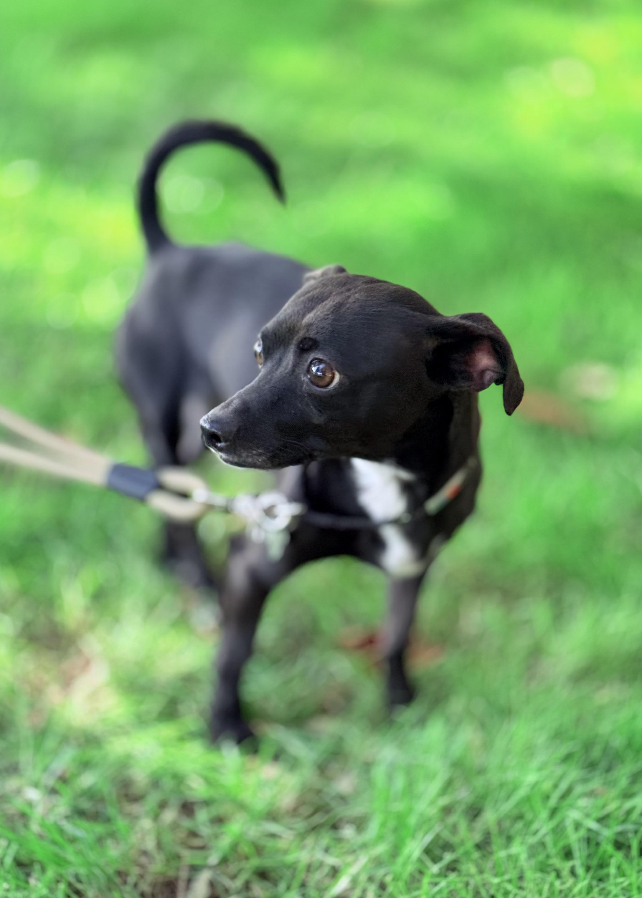 Enlarge Monkey, a ADOPTABLE Chihuahua in Thousand Oaks, CA image 3/6