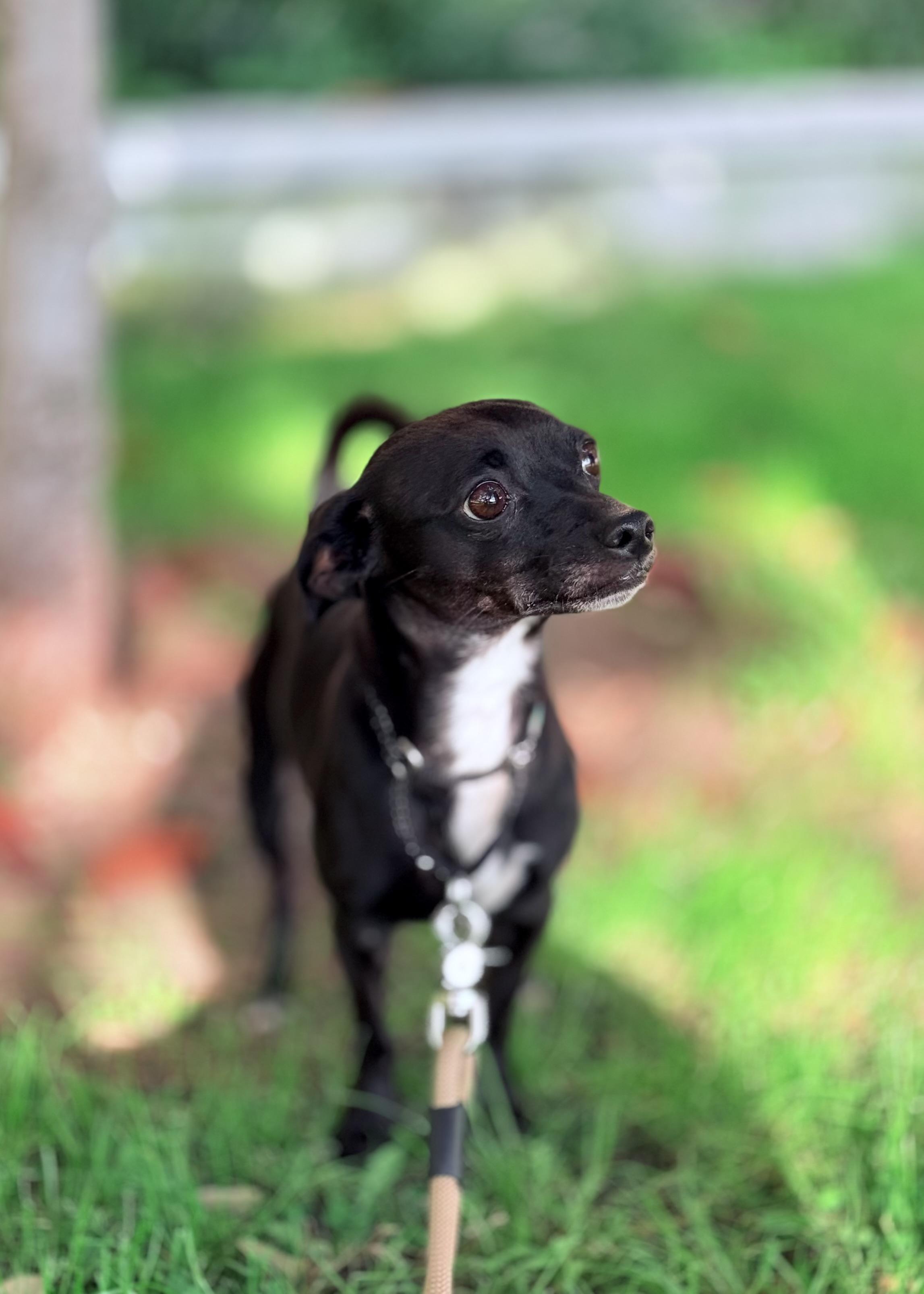 Enlarge Monkey, a ADOPTABLE Chihuahua in Thousand Oaks, CA image 2/6