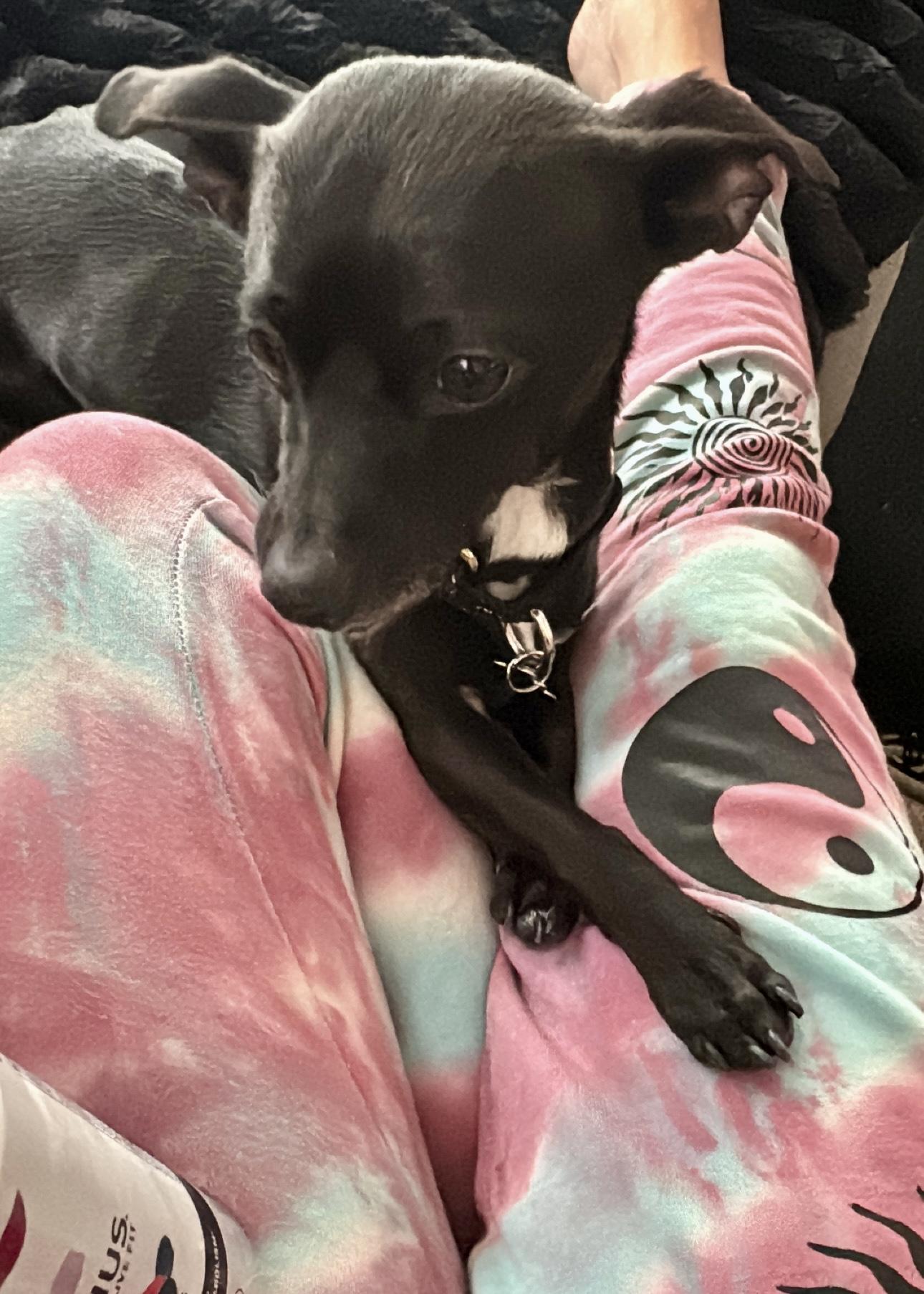 Monkey, a ADOPTABLE Chihuahua in Thousand Oaks, CA image 6/6