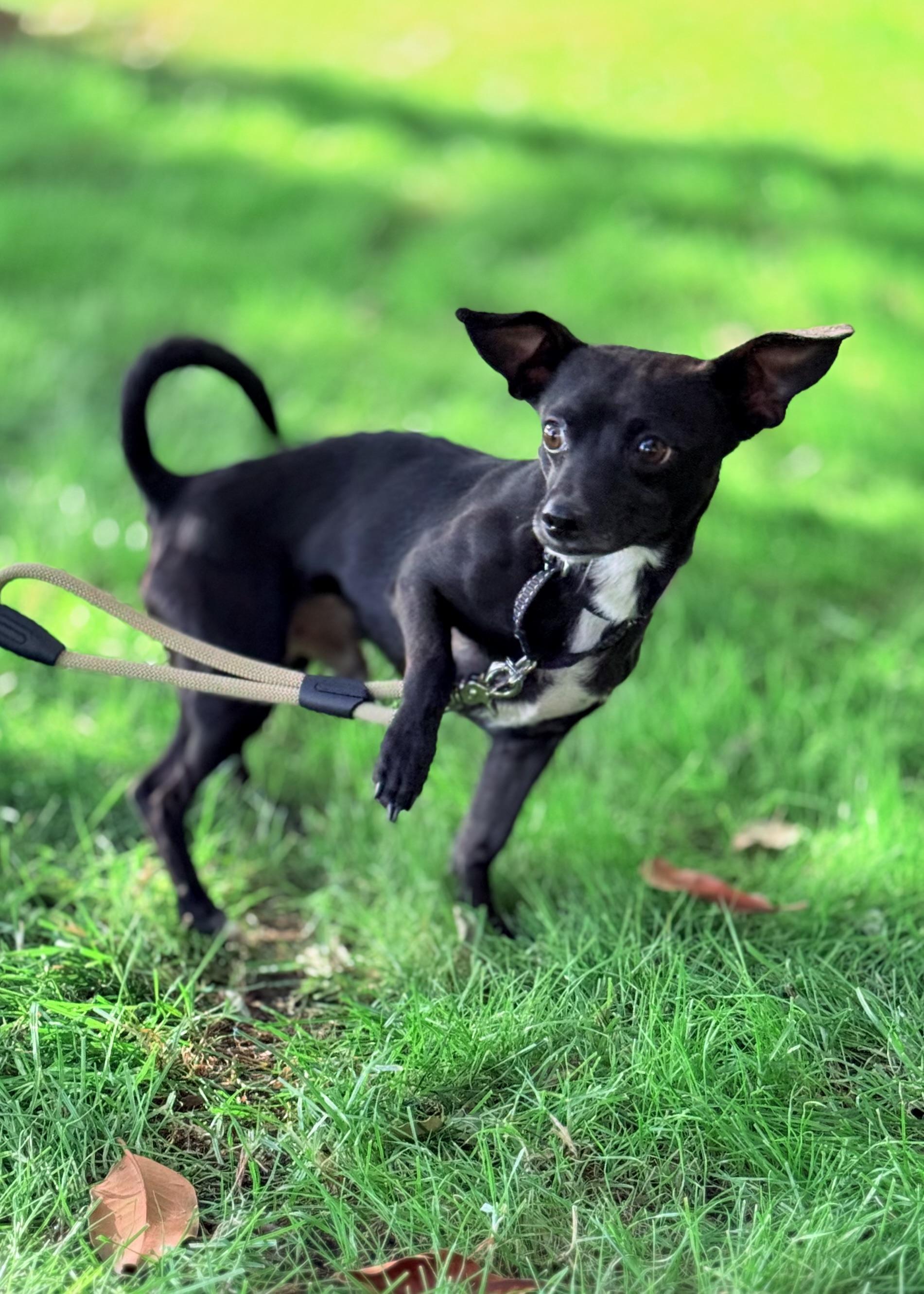 Enlarge Monkey, a ADOPTABLE Chihuahua in Thousand Oaks, CA image 4/6