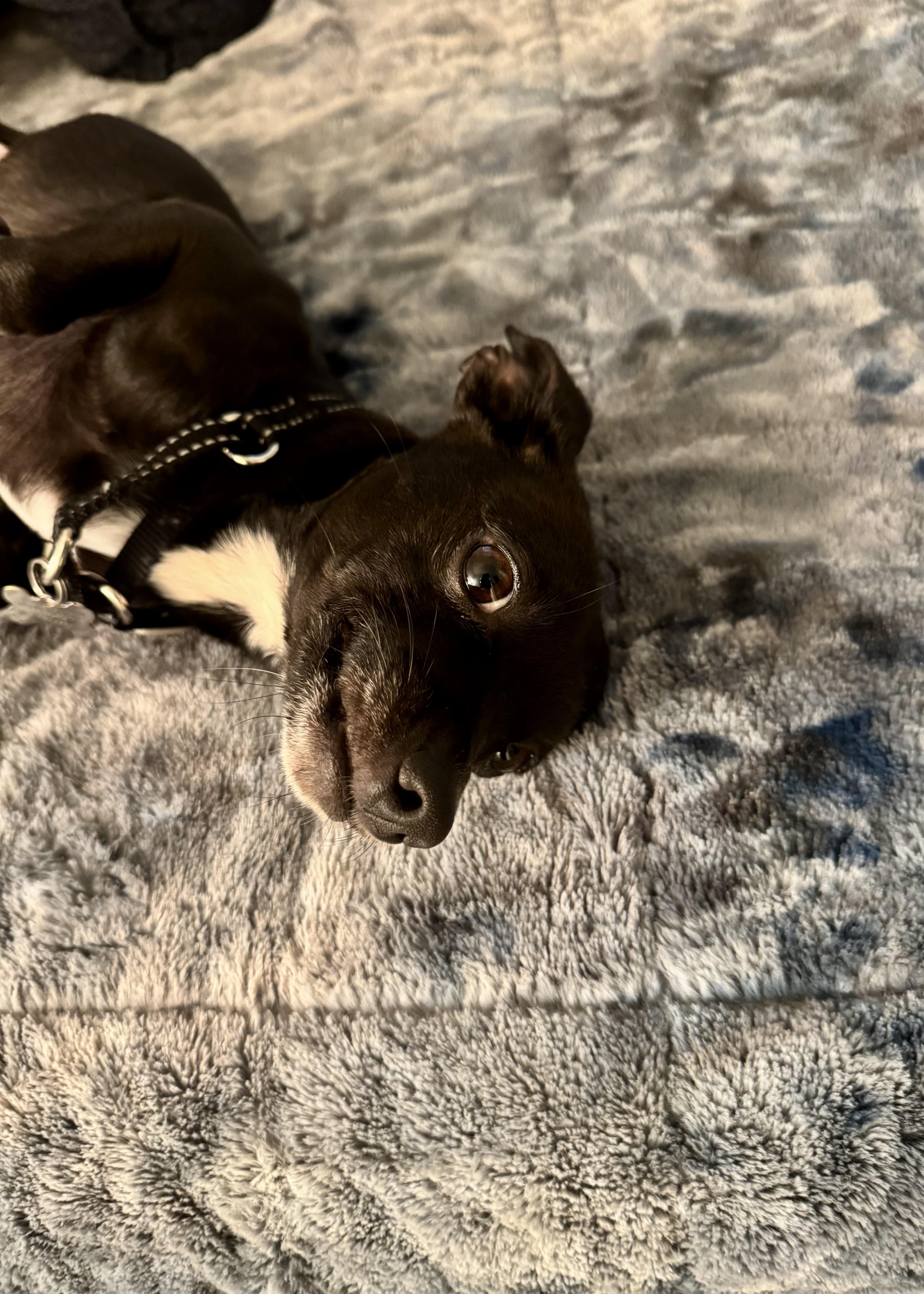 Monkey, a ADOPTABLE Chihuahua in Thousand Oaks, CA image 4/6