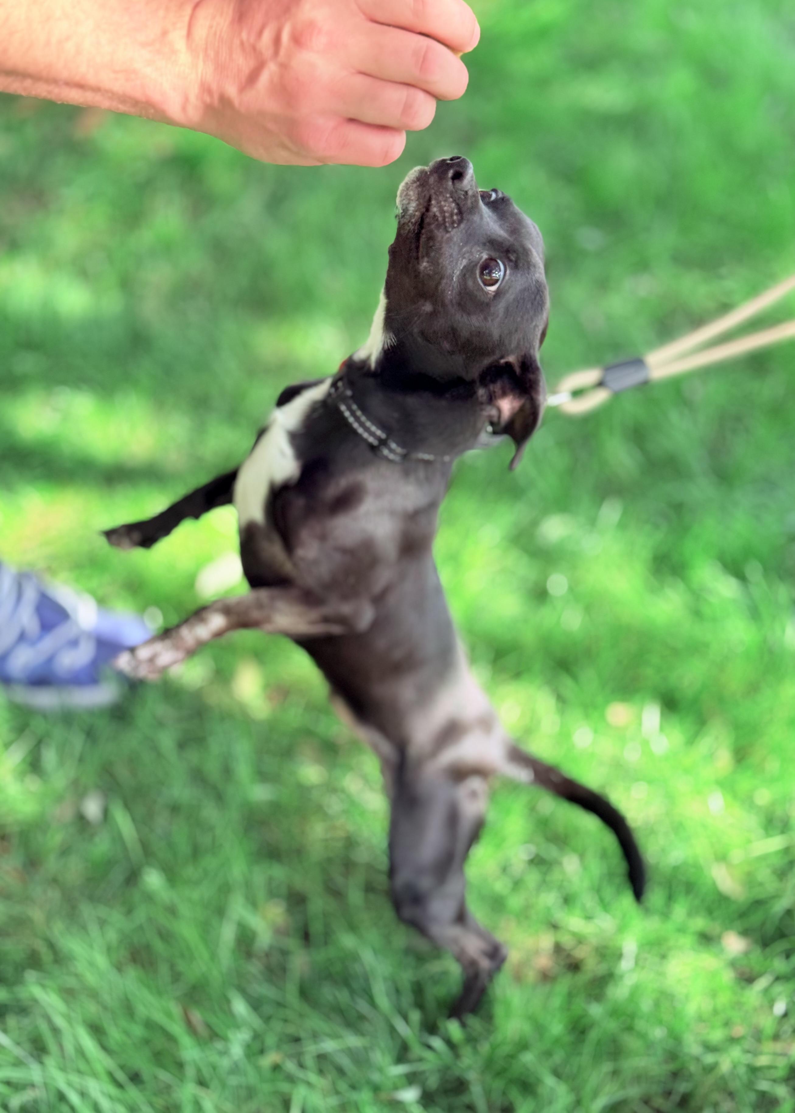 Enlarge Monkey, a ADOPTABLE Chihuahua in Thousand Oaks, CA image 5/6
