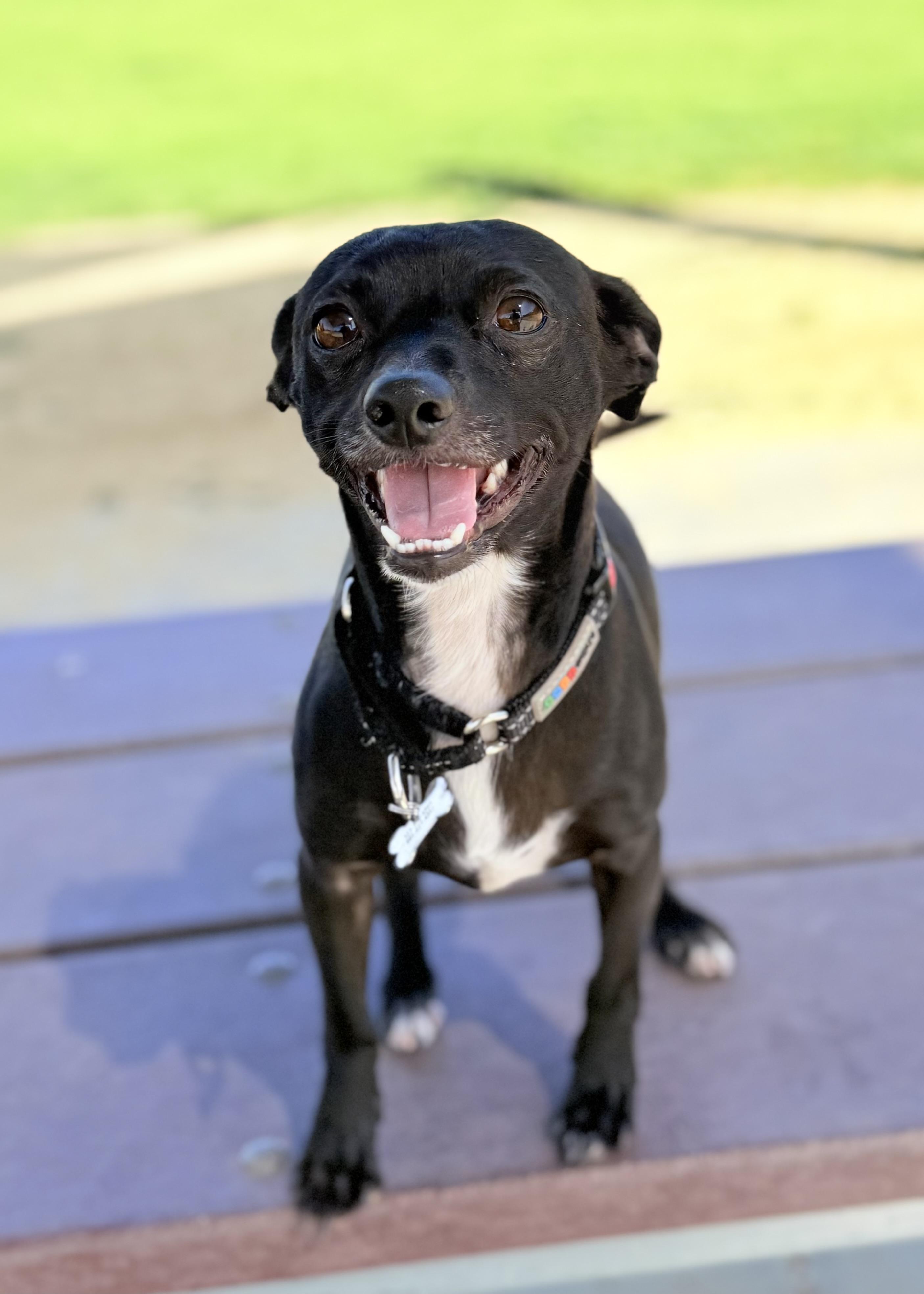Monkey, a ADOPTABLE Chihuahua in Thousand Oaks, CA image 1/6