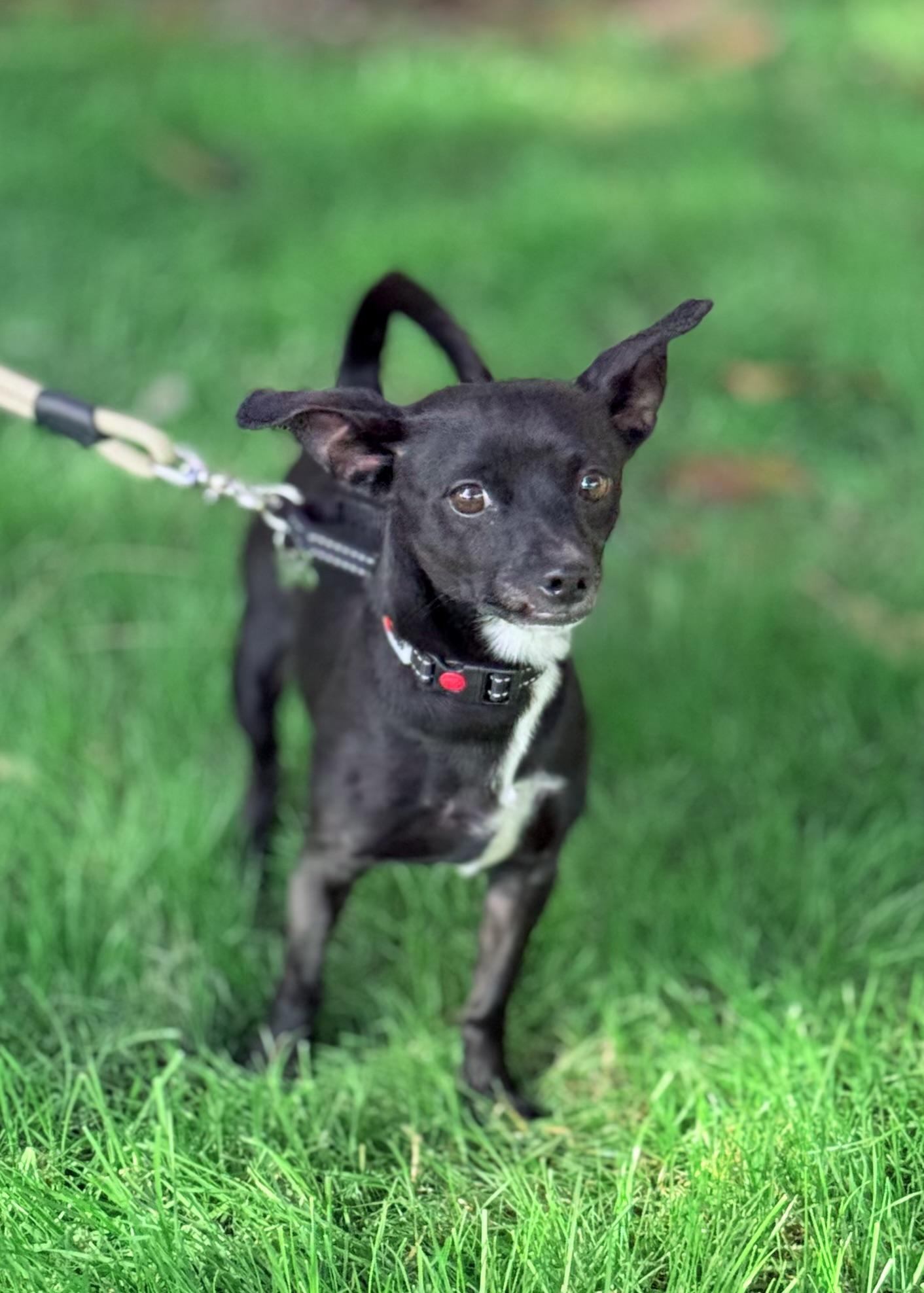 Enlarge Monkey, a ADOPTABLE Chihuahua in Thousand Oaks, CA image 6/6