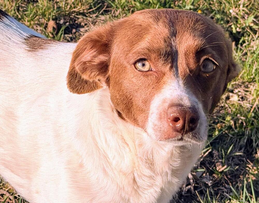 Enlarge Trixie - Fostered in SE Nebraska, a Adoptable mixed breed in Shawnee Mission, KS image 1/5