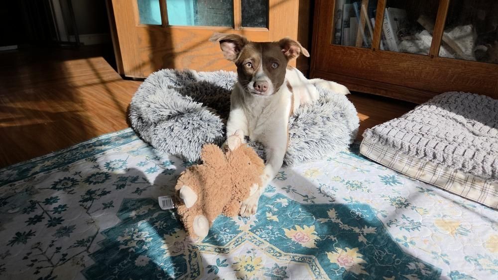 Enlarge Trixie - Fostered in SE Nebraska, a Adoptable mixed breed in Shawnee Mission, KS image 1/6