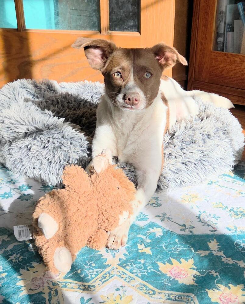 Trixie - Fostered in SE Nebraska, a Adoptable mixed breed in Shawnee Mission, KS image 2/6