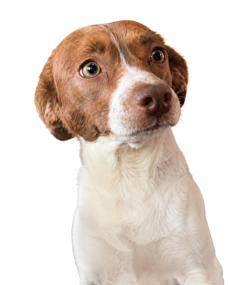 Enlarge Trixie - Fostered in SE Nebraska, a Adoptable mixed breed in Shawnee Mission, KS image 2/6