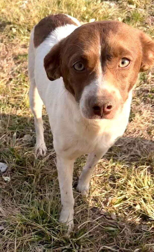 Enlarge Trixie - Fostered in SE Nebraska, a Adoptable mixed breed in Shawnee Mission, KS image 2/5