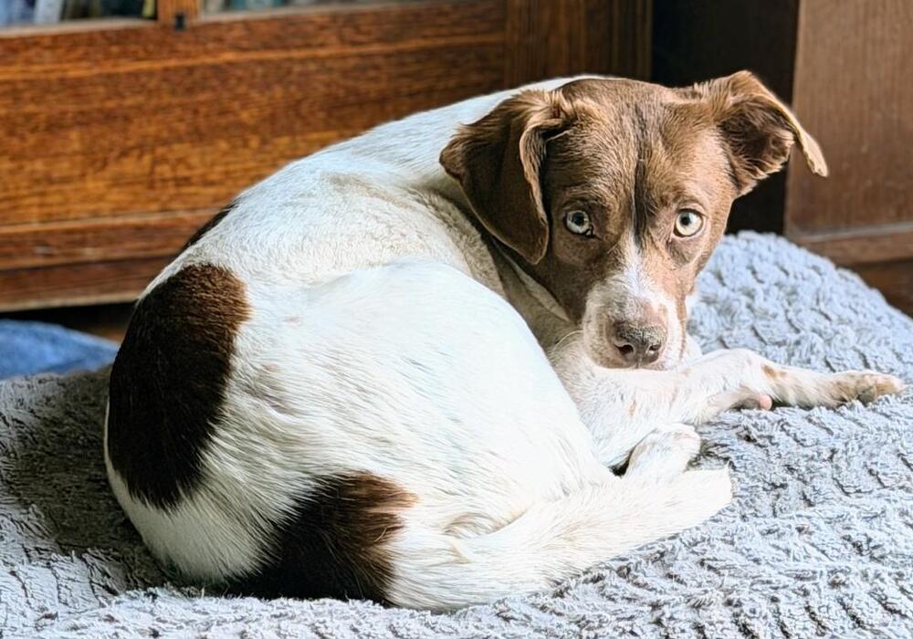 Enlarge Trixie - Fostered in SE Nebraska, a Adoptable mixed breed in Shawnee Mission, KS image 3/5