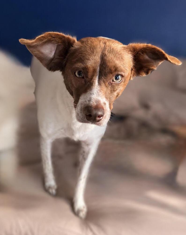Enlarge Trixie - Fostered in SE Nebraska, a Adoptable mixed breed in Shawnee Mission, KS image 3/6