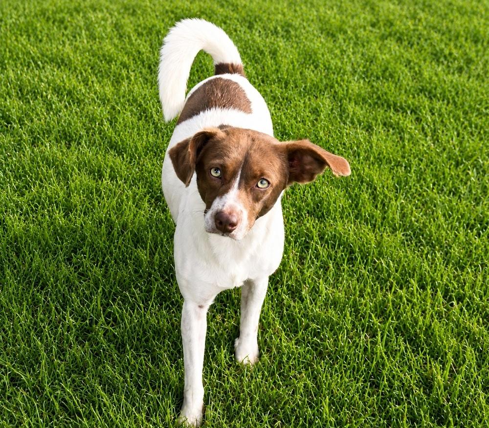 Enlarge Trixie - Fostered in SE Nebraska, a Adoptable mixed breed in Shawnee Mission, KS image 4/6