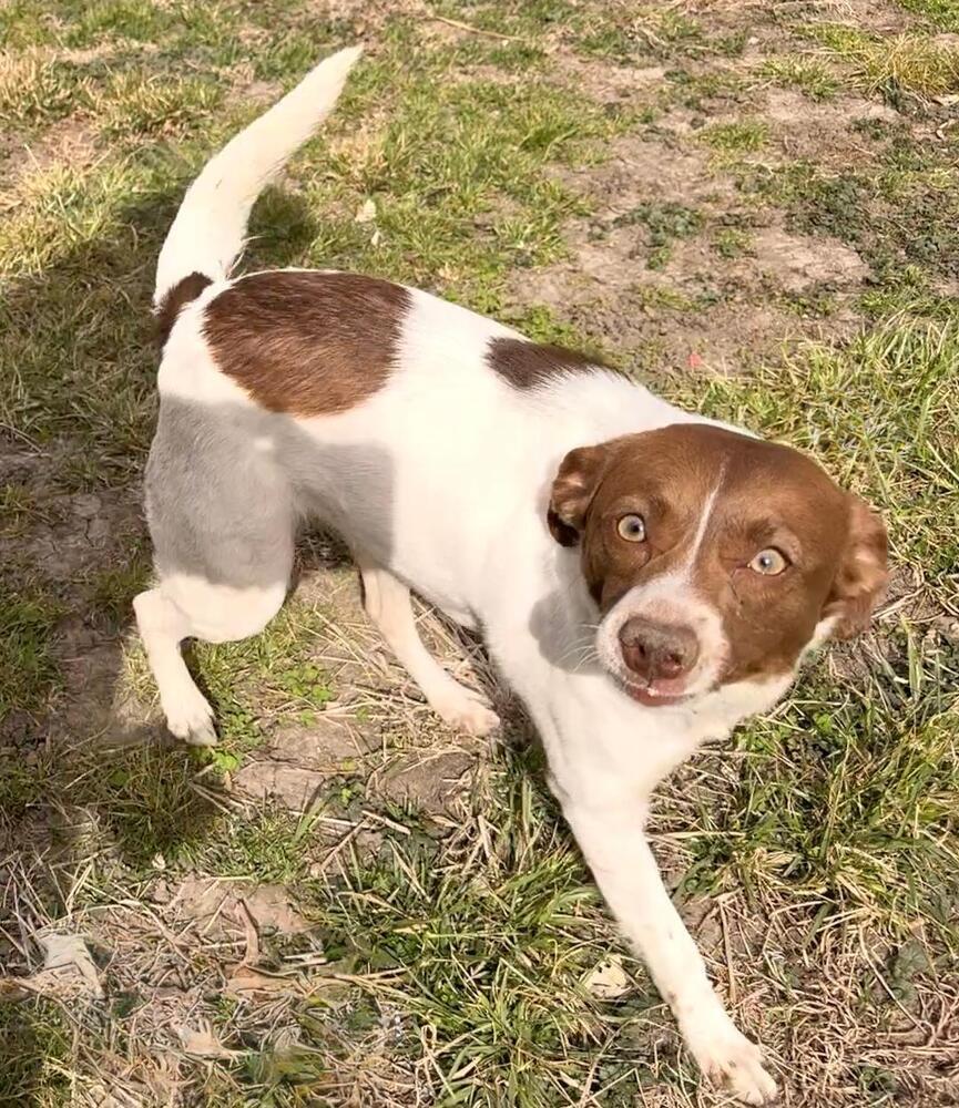 Enlarge Trixie - Fostered in SE Nebraska, a Adoptable mixed breed in Shawnee Mission, KS image 5/5