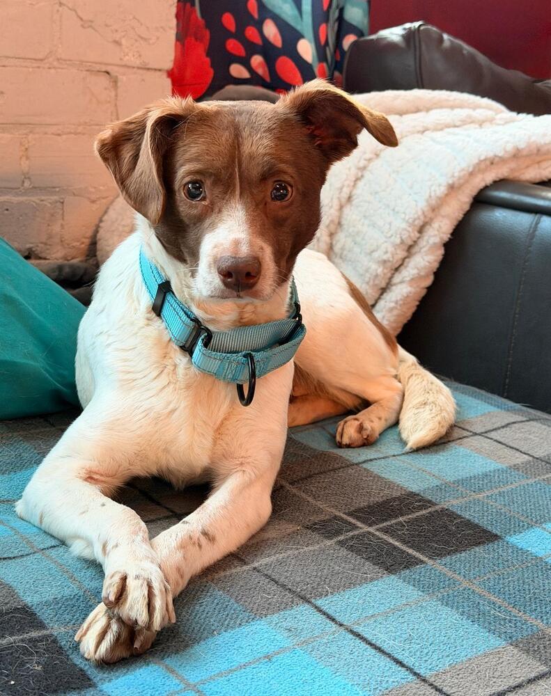 Enlarge Trixie - Fostered in SE Nebraska, a Adoptable mixed breed in Shawnee Mission, KS image 5/6