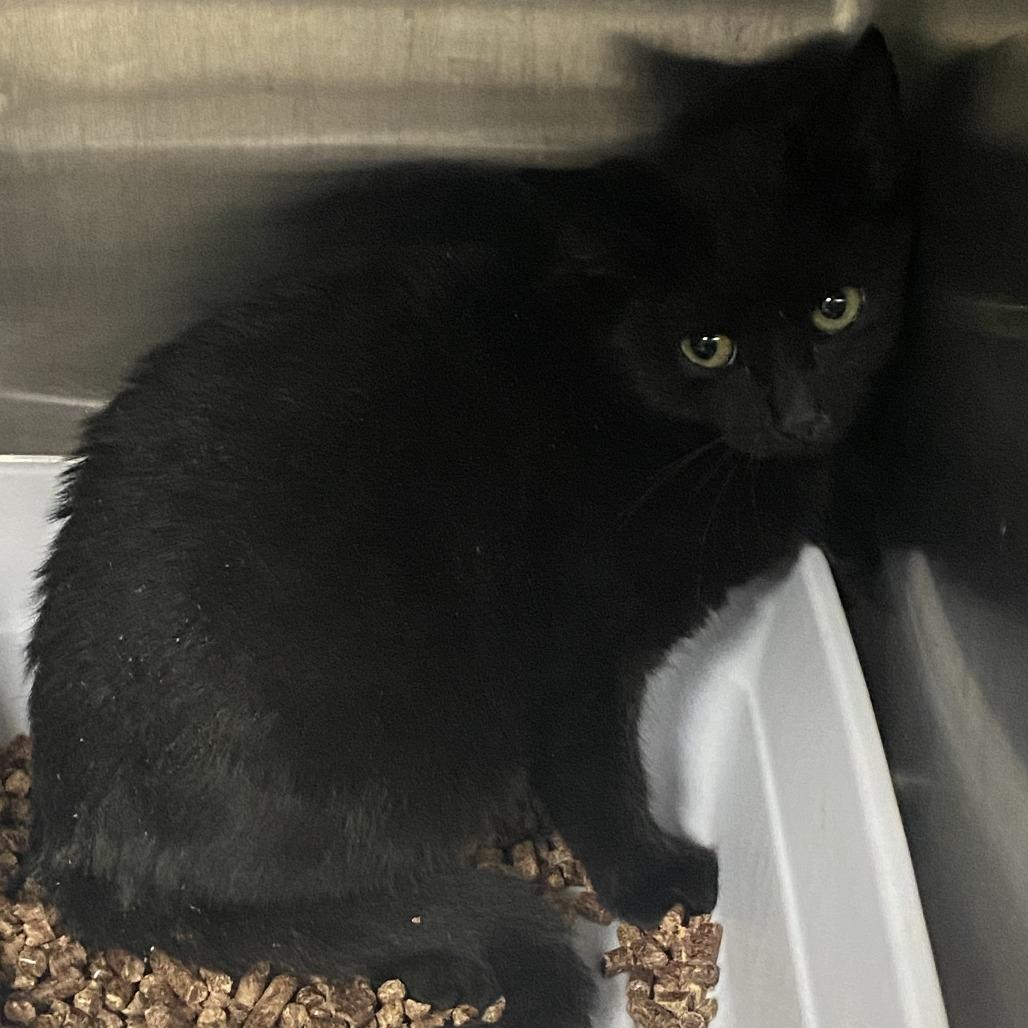 Enlarge Shug Avery, a Adoptable Domestic Short Hair in Marion, VA image 1/3