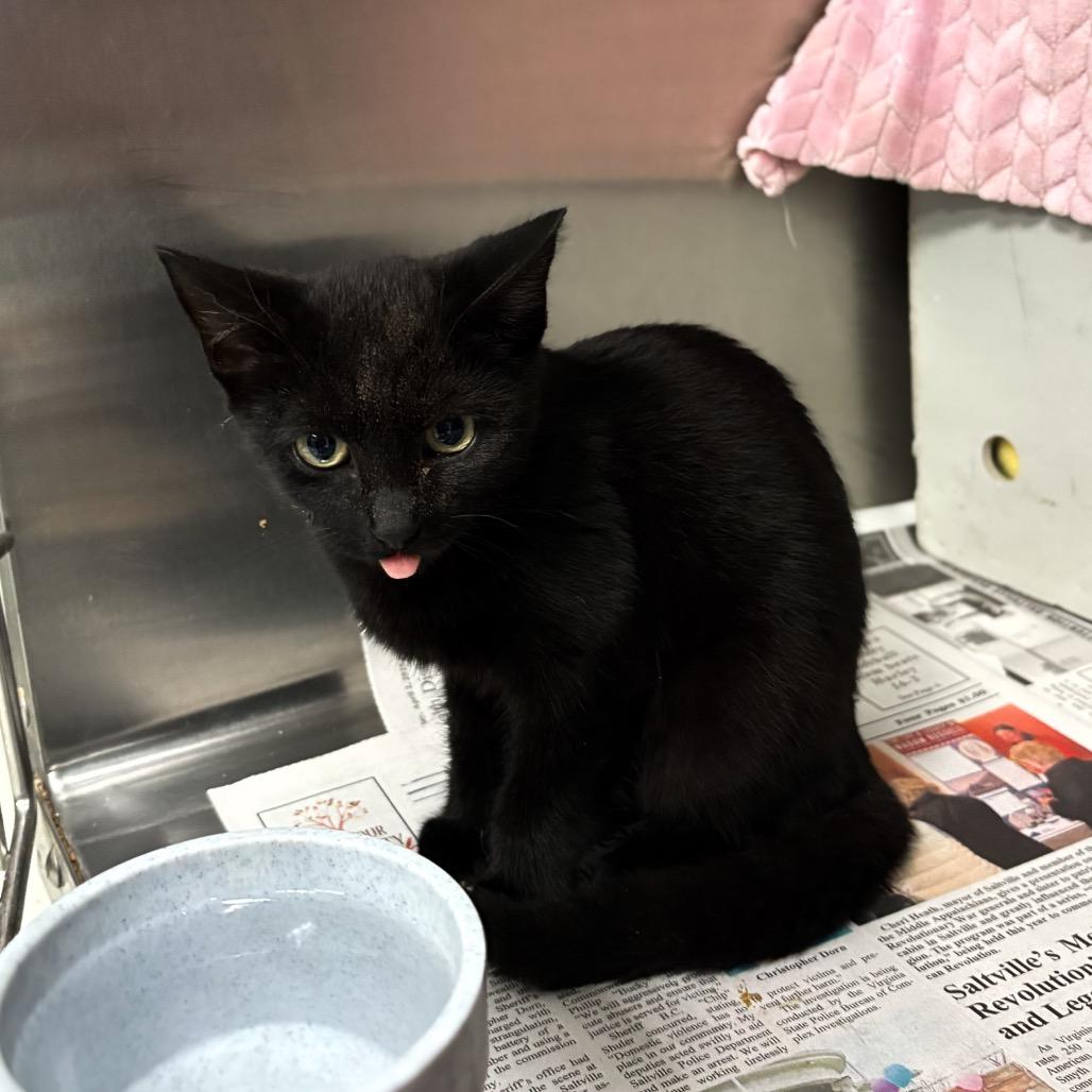 Enlarge Shug Avery, a Adoptable Domestic Short Hair in Marion, VA image 2/3