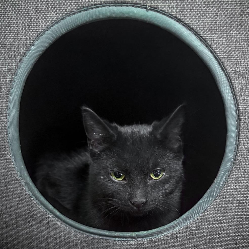 Enlarge Shug Avery, a Adoptable Domestic Short Hair in Marion, VA image 3/3