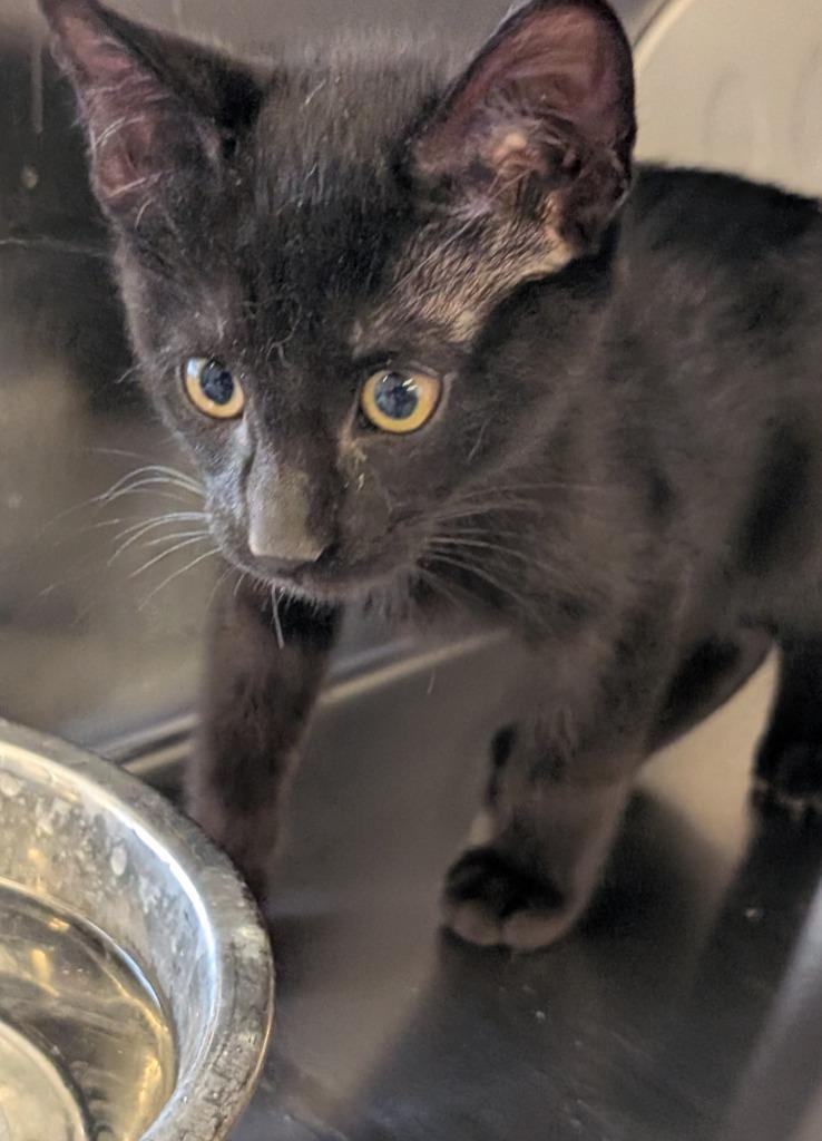 Enlarge Black, a Adoptable mixed breed in Havre, MT image 1/1