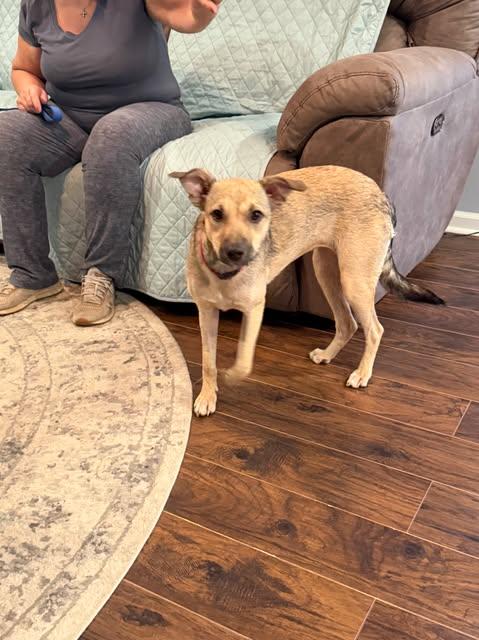 Enlarge Sophia, a Adoptable mixed breed in Hopkinton, MA image 3/6