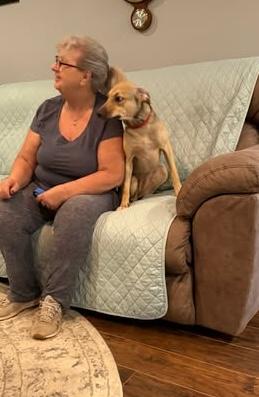 Enlarge Sophia, a Adoptable mixed breed in Hopkinton, MA image 5/6