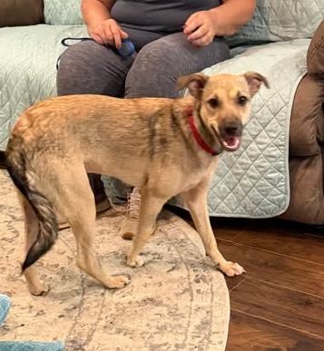 Enlarge Sophia, a Adoptable mixed breed in Hopkinton, MA image 2/6