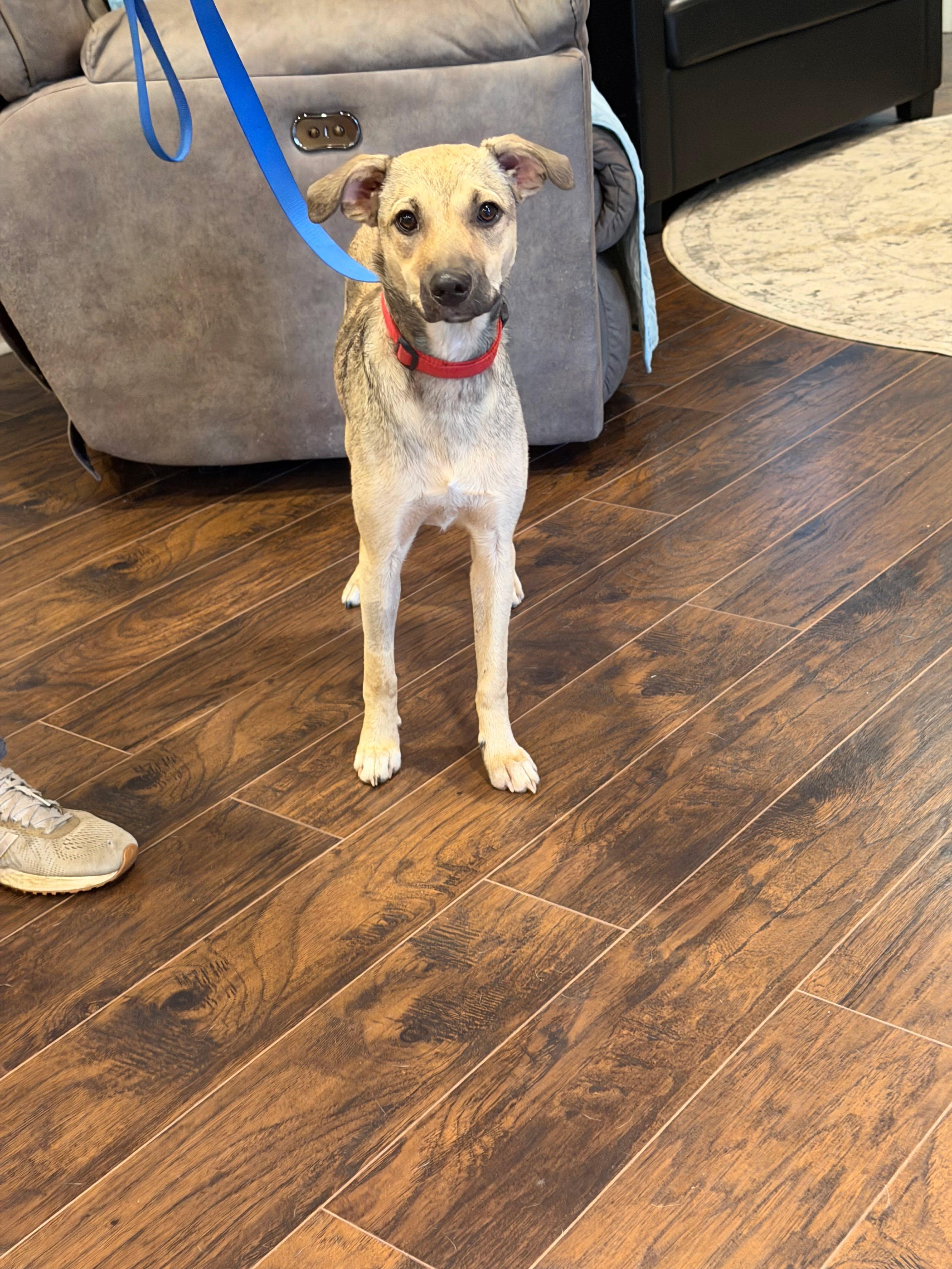Enlarge Sophia, a Adoptable mixed breed in Hopkinton, MA image 6/6