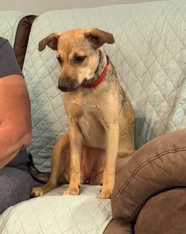 Enlarge Sophia, a Adoptable mixed breed in Hopkinton, MA image 4/6