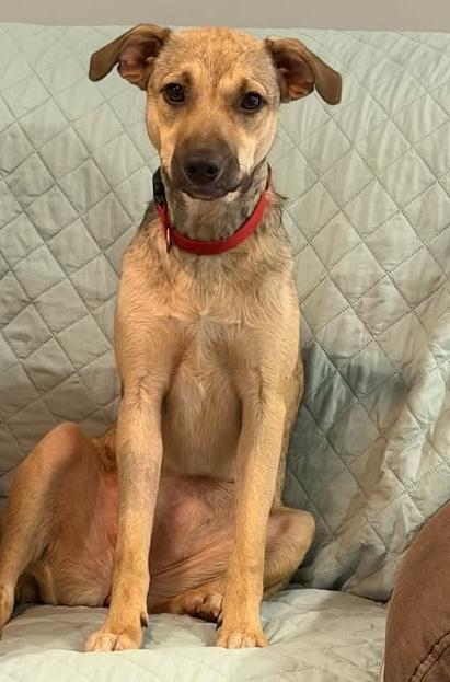 Enlarge Sophia, a Adoptable mixed breed in Hopkinton, MA image 1/6