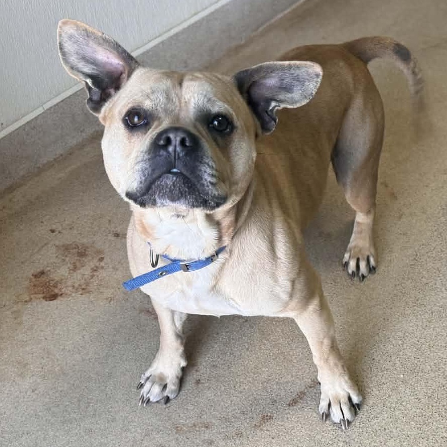 Enlarge Bo , a ADOPTABLE mixed breed in Carnegie, OK image 1/1