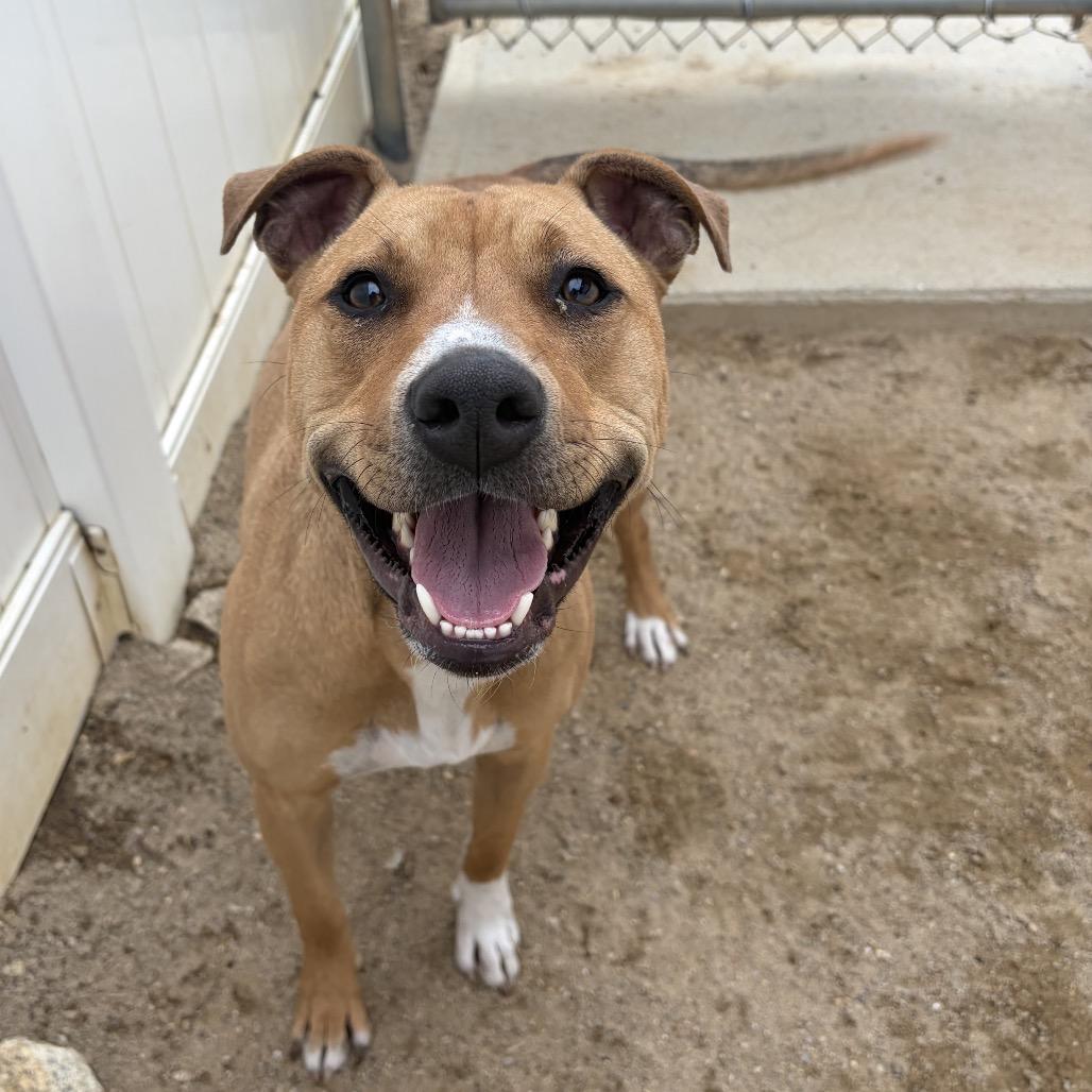 Marlee *Coming Soon*, a Adoptable Mixed Breed in Dover, NH image 2/2
