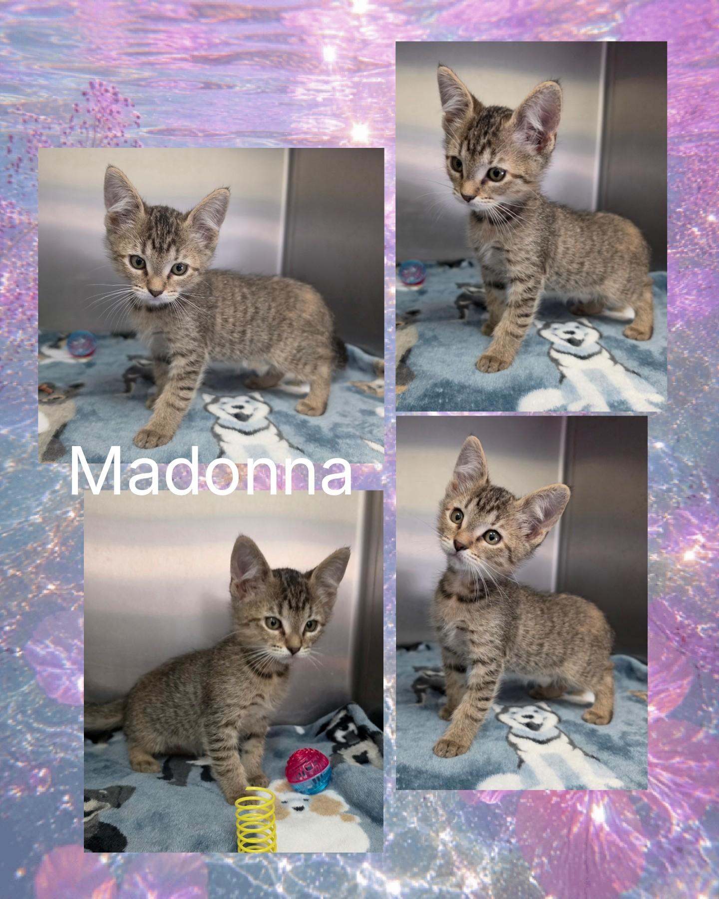 Madonna, ADOPTABLE, Kitten Female Domestic Short Hair.