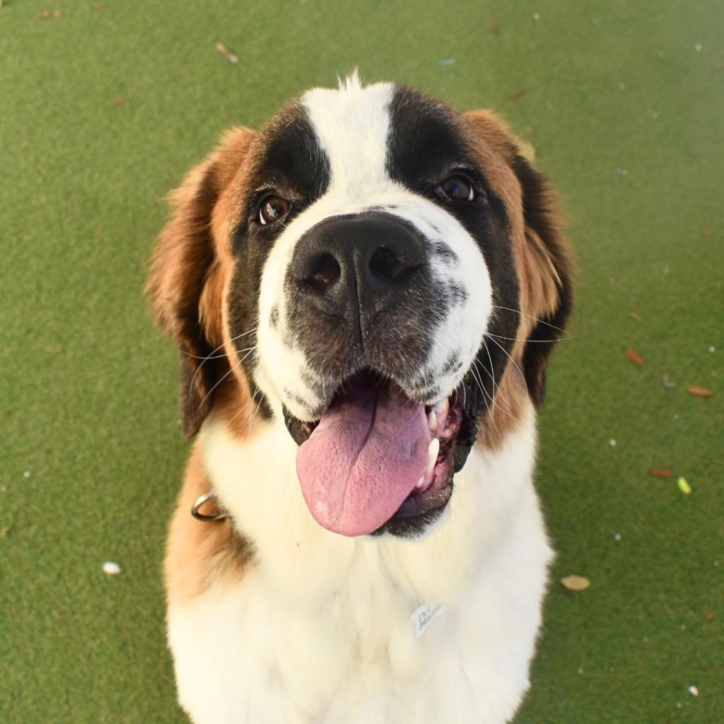 Buckley, a Adopted Saint Bernard in Saint Petersburg, FL image 1/3