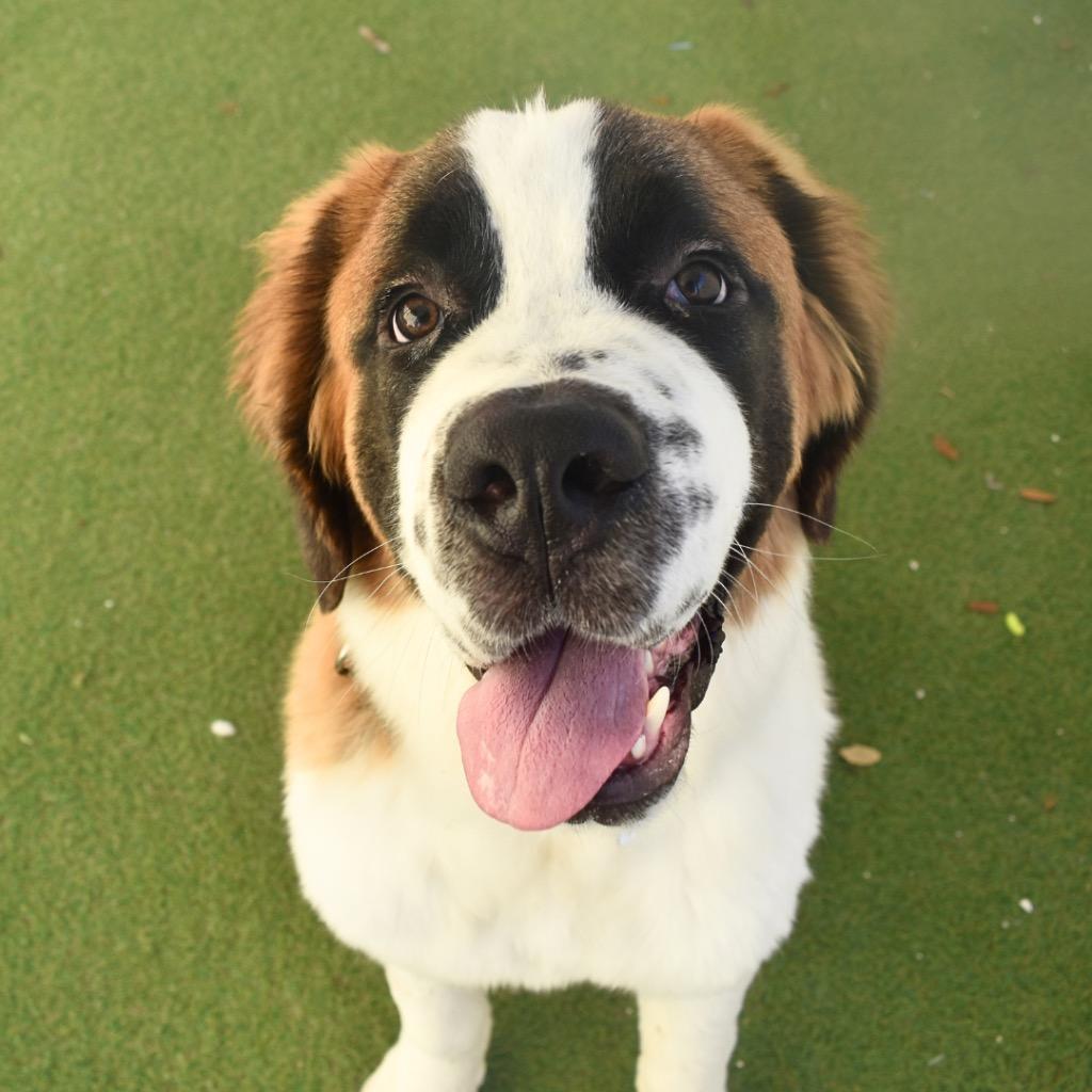 Buckley, a Adopted Saint Bernard in Saint Petersburg, FL image 3/3