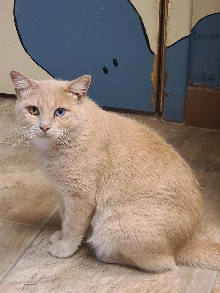 Enlarge Persephone, a Adoptable mixed breed in Papillion, NE image 1/6