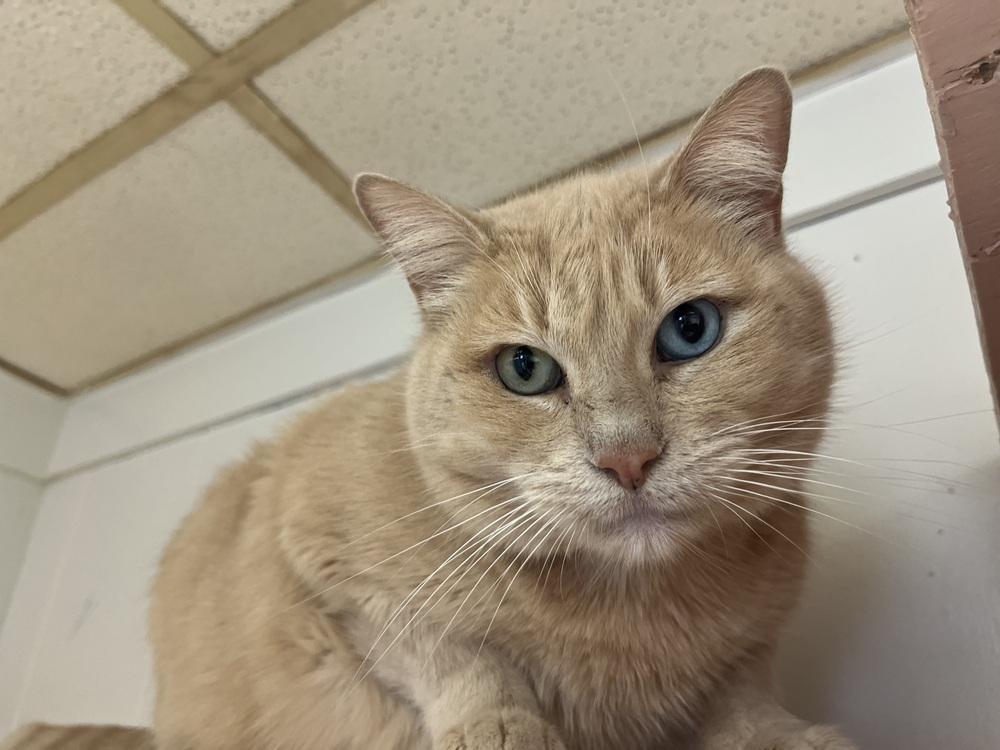 Enlarge Persephone, a Adoptable mixed breed in Papillion, NE image 3/6