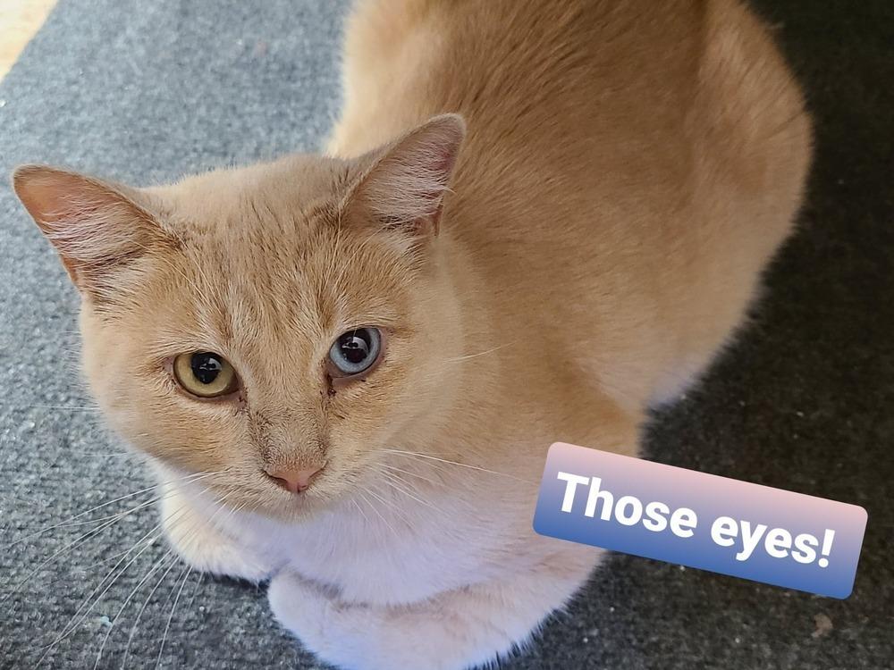 Enlarge Persephone, a Adoptable mixed breed in Papillion, NE image 4/6