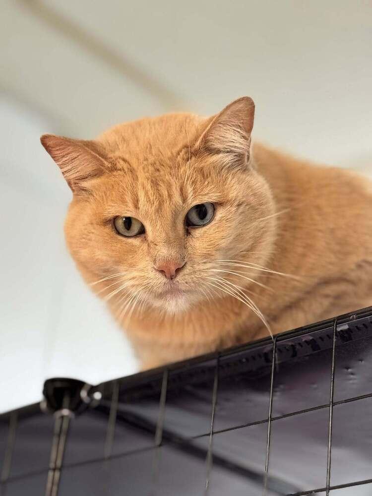 Enlarge Persephone, a Adoptable mixed breed in Papillion, NE image 5/6