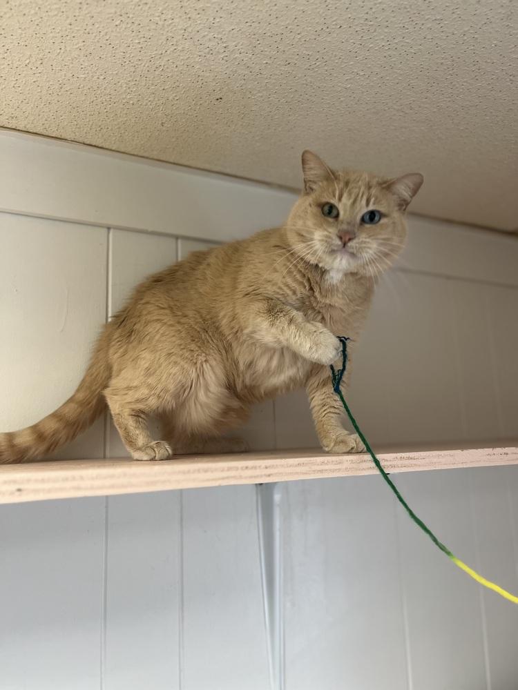 Enlarge Persephone, a Adoptable mixed breed in Papillion, NE image 6/6