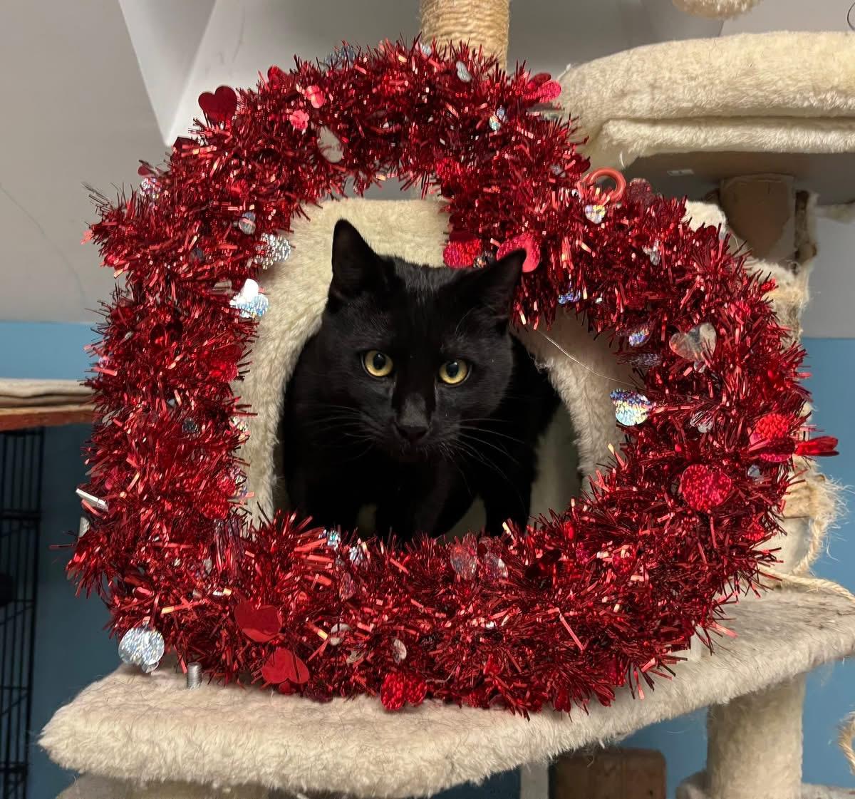 Hutchinson, a ADOPTABLE Domestic Short Hair in Midland, MI image 1/5