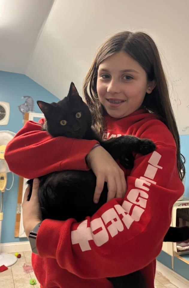 Hutchinson, a ADOPTABLE Domestic Short Hair in Midland, MI image 4/5