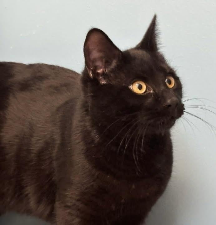 Hutchinson, a ADOPTABLE Domestic Short Hair in Midland, MI image 2/5