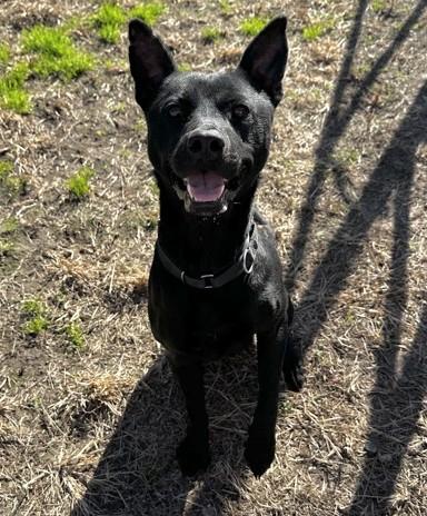 Rocky, ADOPTABLE, Adult Male Mixed Breed.