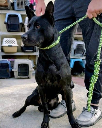 Enlarge Rocky, a ADOPTABLE Mixed Breed in North Myrtle Beach, SC image 2/2