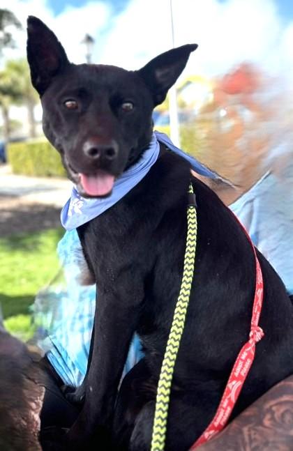 Rocky, an adoptable Mixed Breed in North Myrtle Beach, SC image 1/4