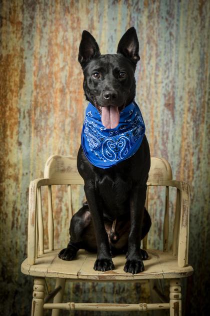 Rocky, adoptable, Adult Male Mixed Breed.