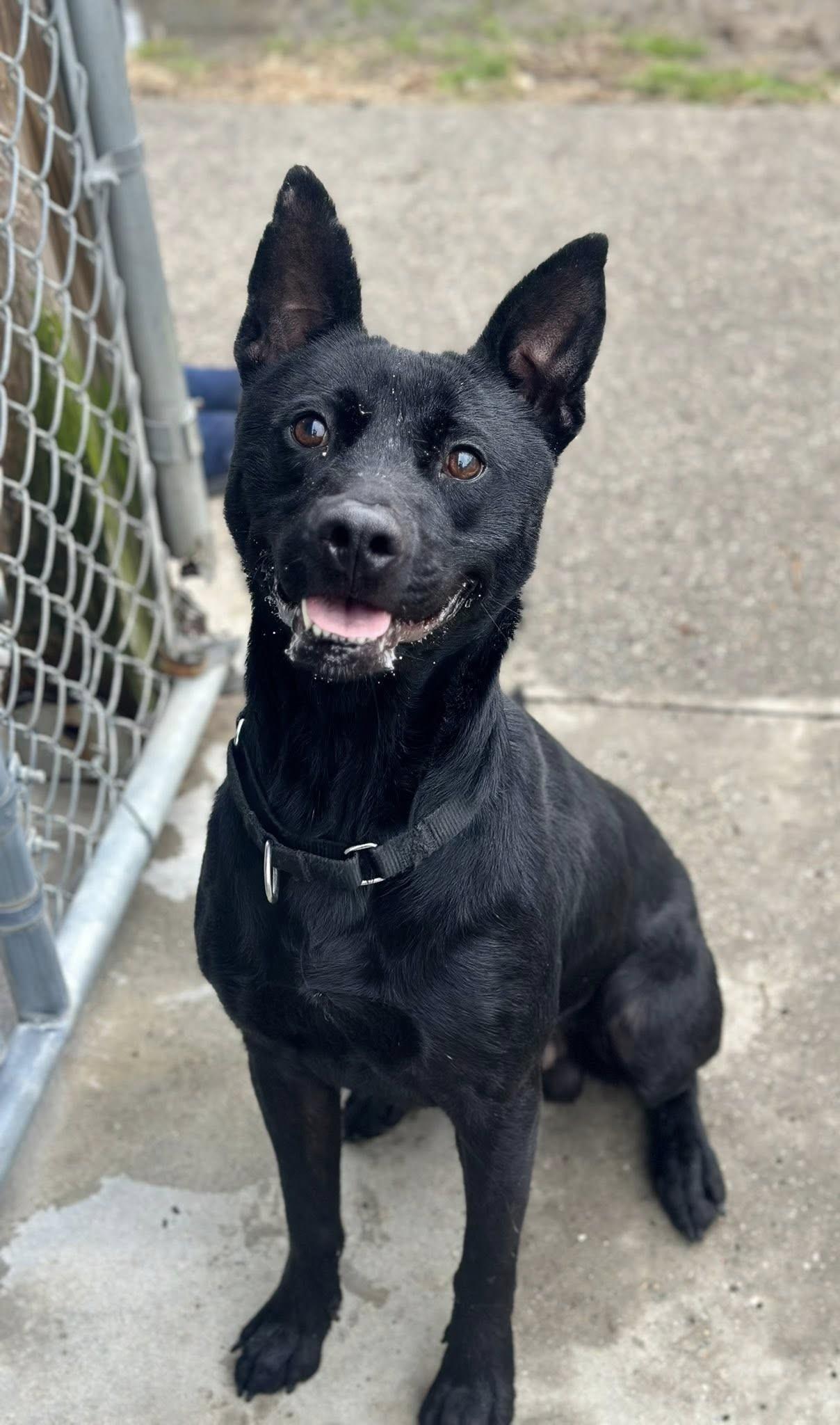 Rocky, an adoptable Mixed Breed in North Myrtle Beach, SC image 2/4