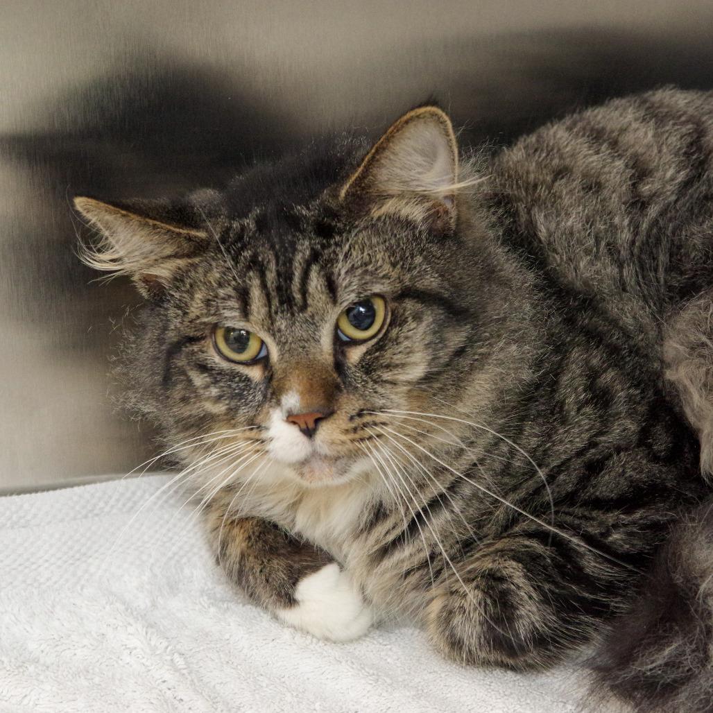 Simon, Adoptable, Adult Male Domestic Long Hair.