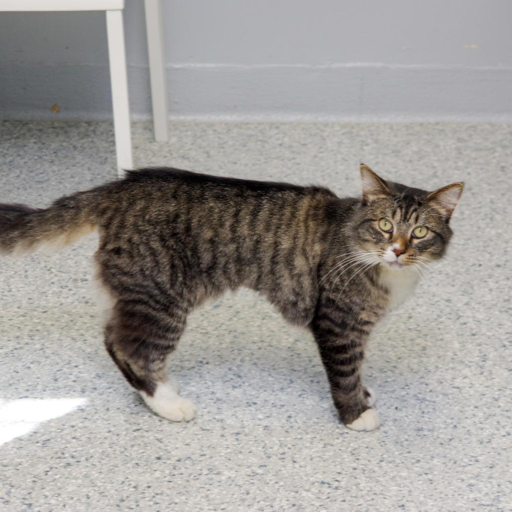 Enlarge Simon, a Adoptable Domestic Long Hair in Scituate, MA image 2/6