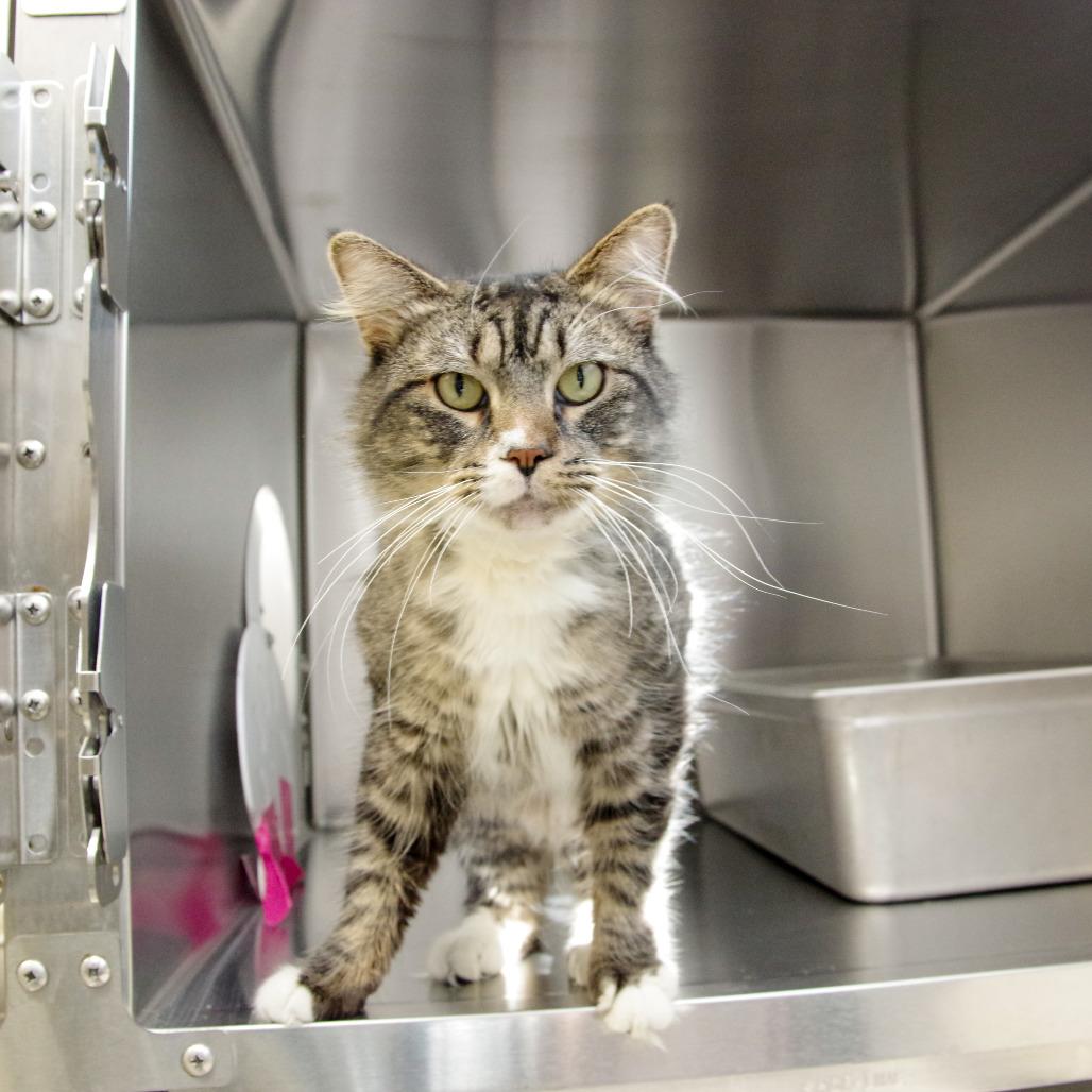 Enlarge Simon, a Adoptable Domestic Long Hair in Scituate, MA image 3/6