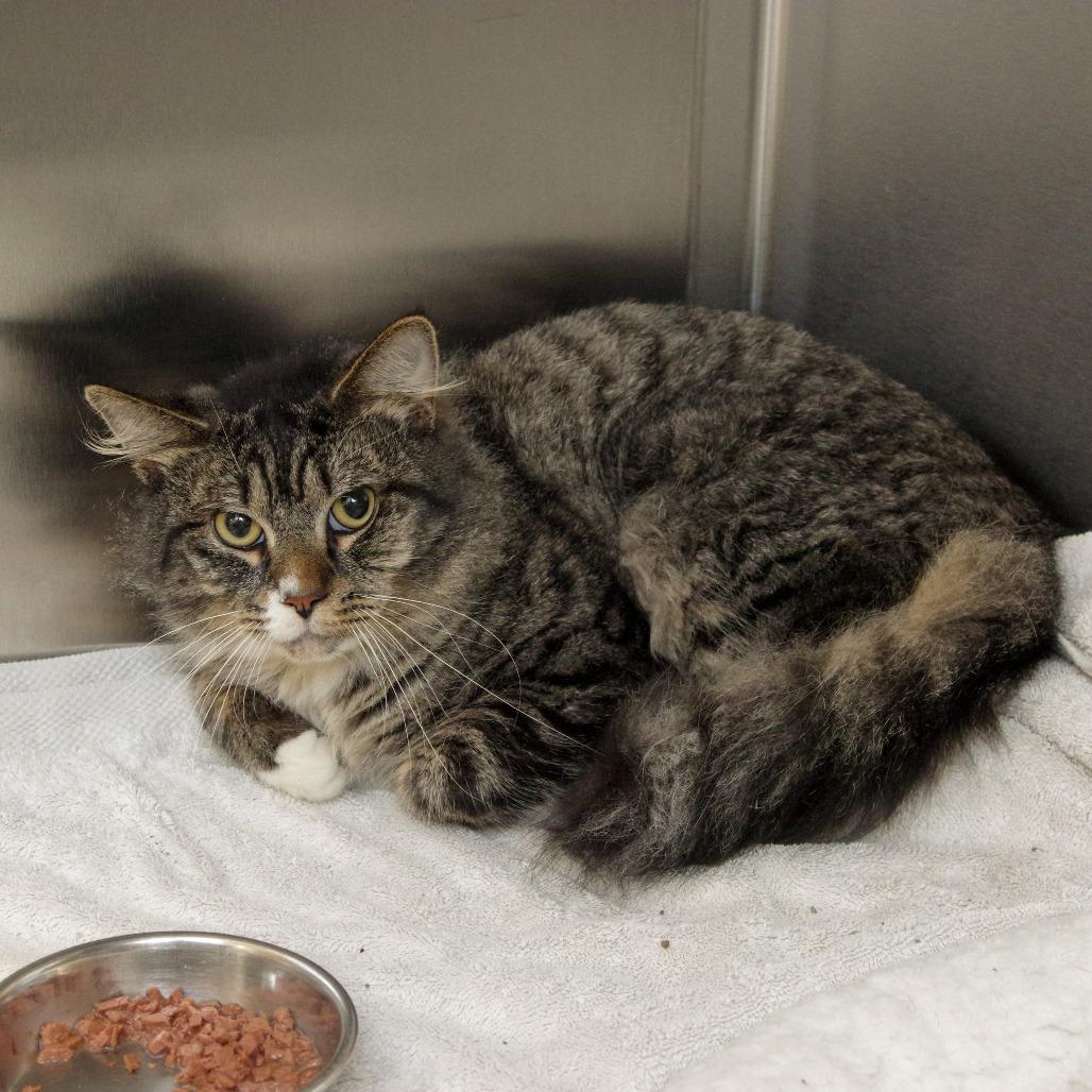 Enlarge Simon, a Adoptable Domestic Long Hair in Scituate, MA image 4/6